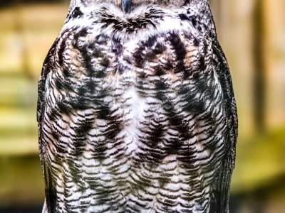 Grand-duc d'Am&eacute;rique - De Zonnegloed - Refuge pour animaux